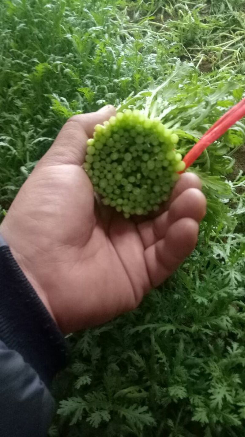 茼蒿30~35cm