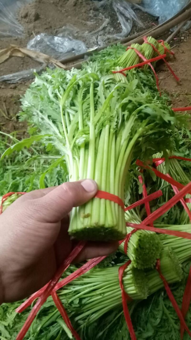 茼蒿30~35cm