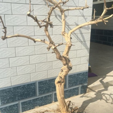 金银花苗树型金银花红色金银花