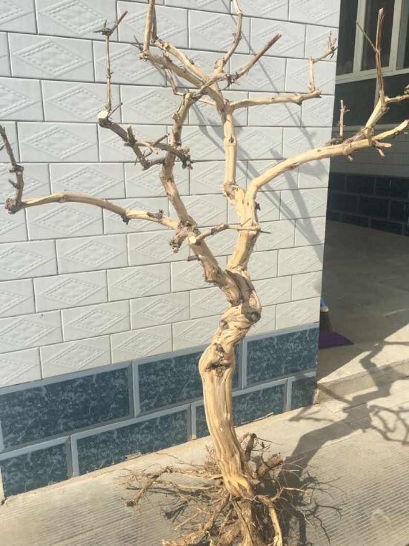 金银花苗树型金银花红色金银花