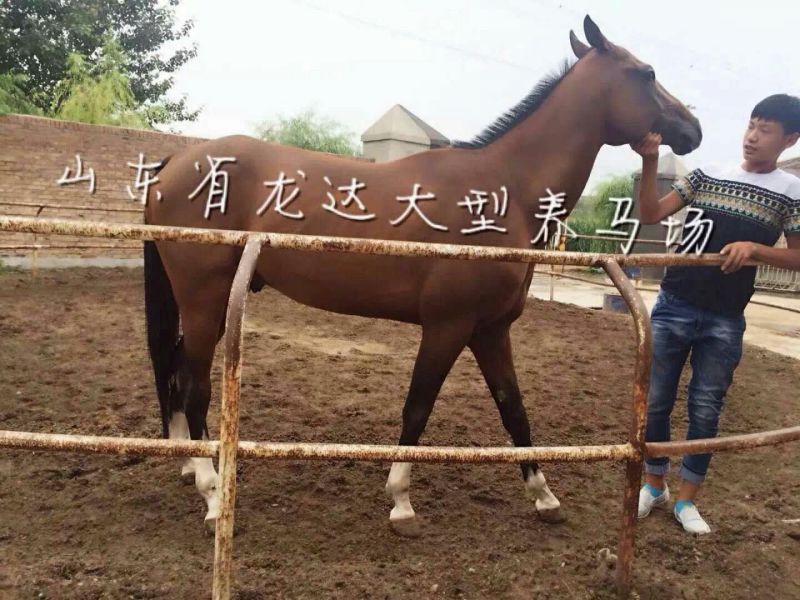 肉马600kg以上
