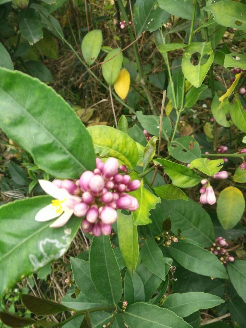 香水柠檬苗50~80cm
