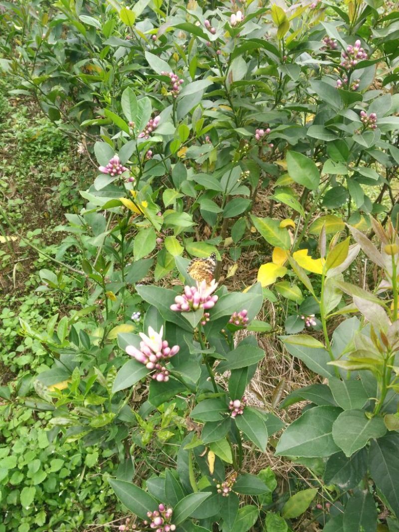 香水柠檬苗50~80cm