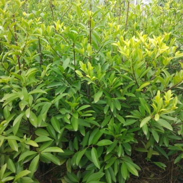 岭南山竹子苗山竹果树苗