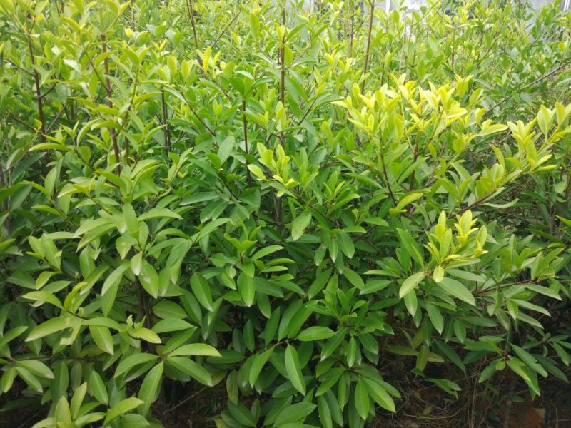岭南山竹子苗山竹果树苗