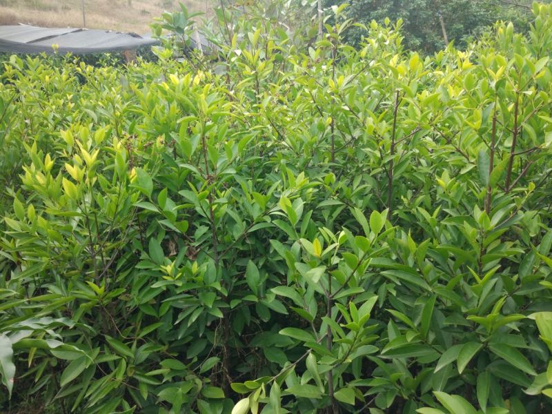 岭南山竹子苗山竹果树苗