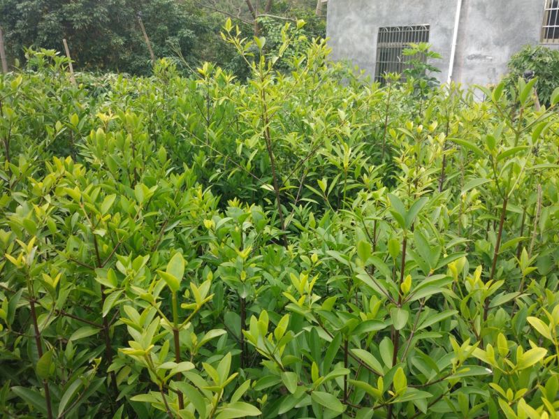 岭南山竹子苗山竹果树苗