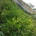 岭南山竹子苗山竹果树苗