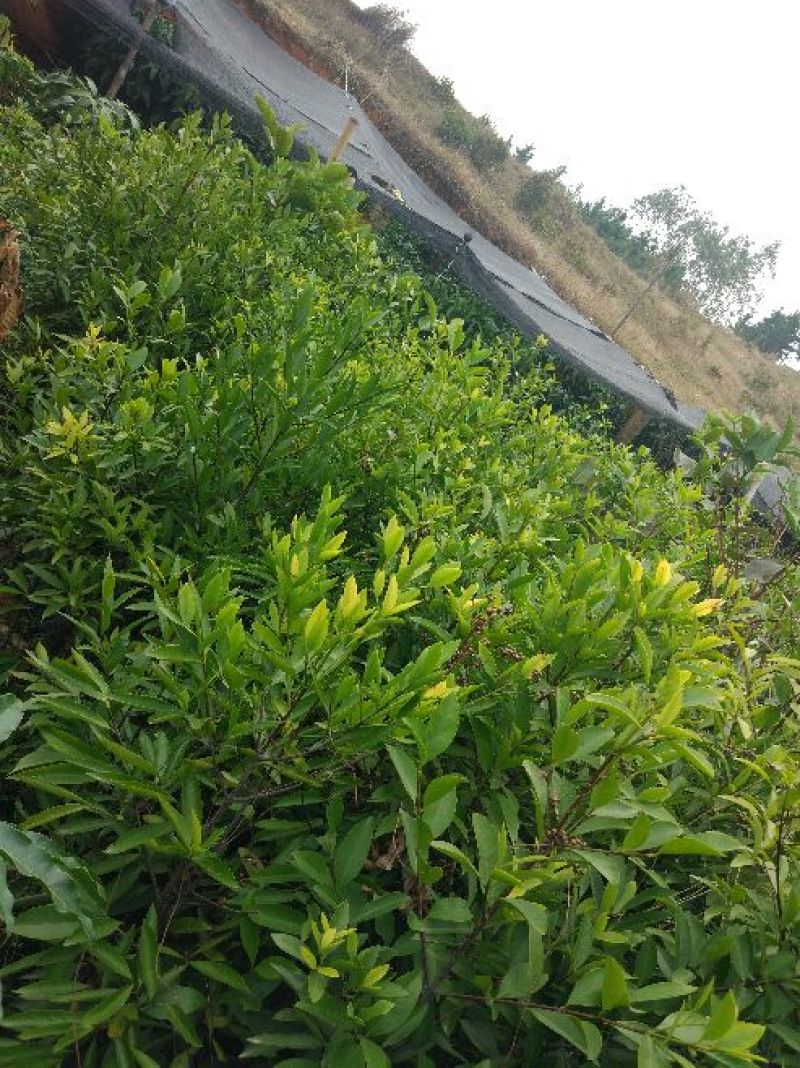岭南山竹子苗山竹果树苗