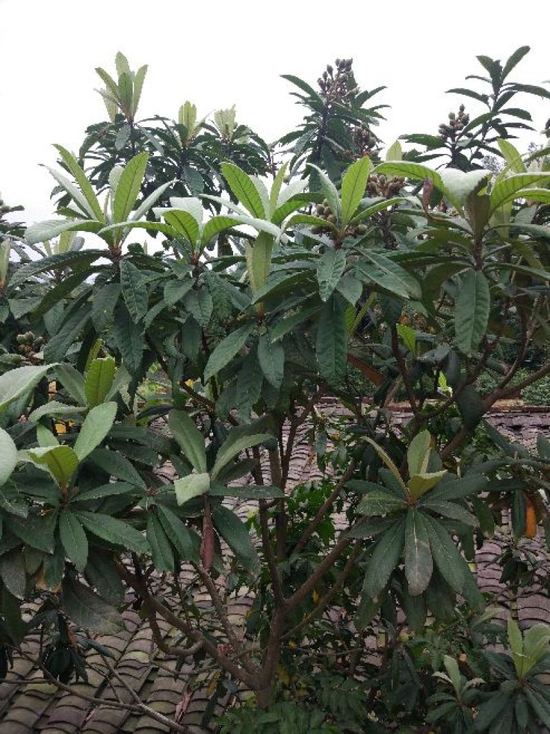 枇杷树苗20~30cm