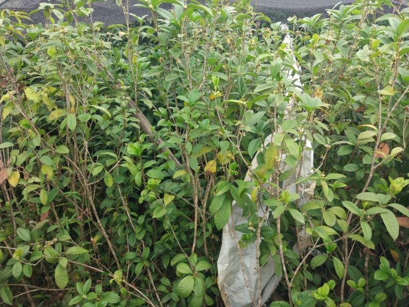 桂花苗30~50cm