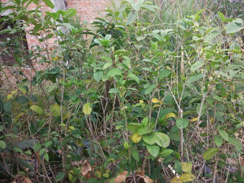 桂花苗30~50cm