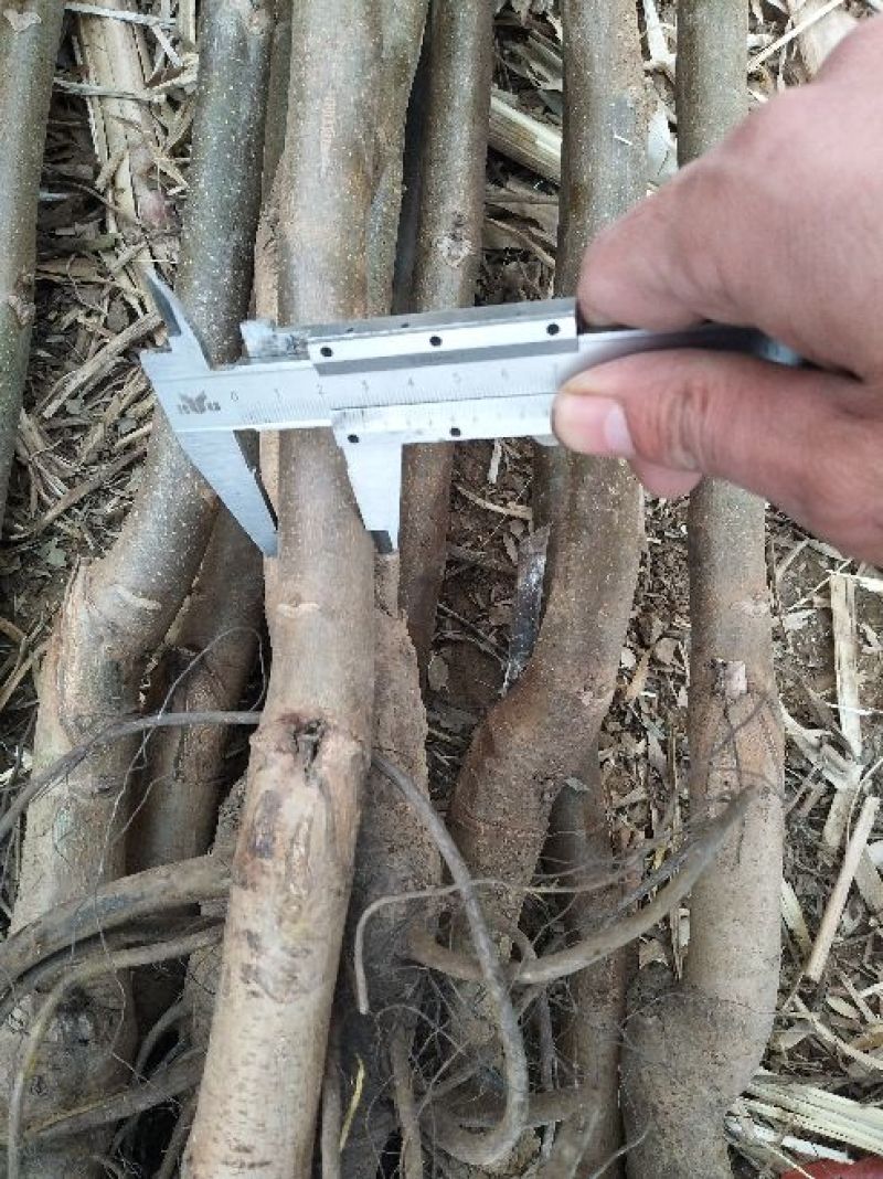 核桃苗150~200cm1~2年