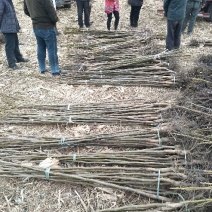 核桃苗150~200cm1~2年