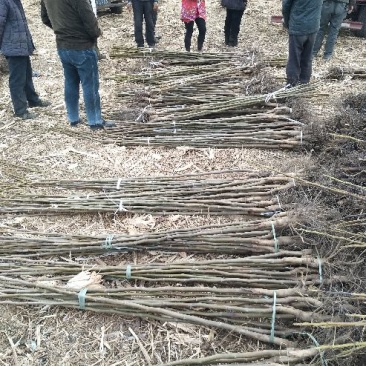核桃苗150~200cm1~2年