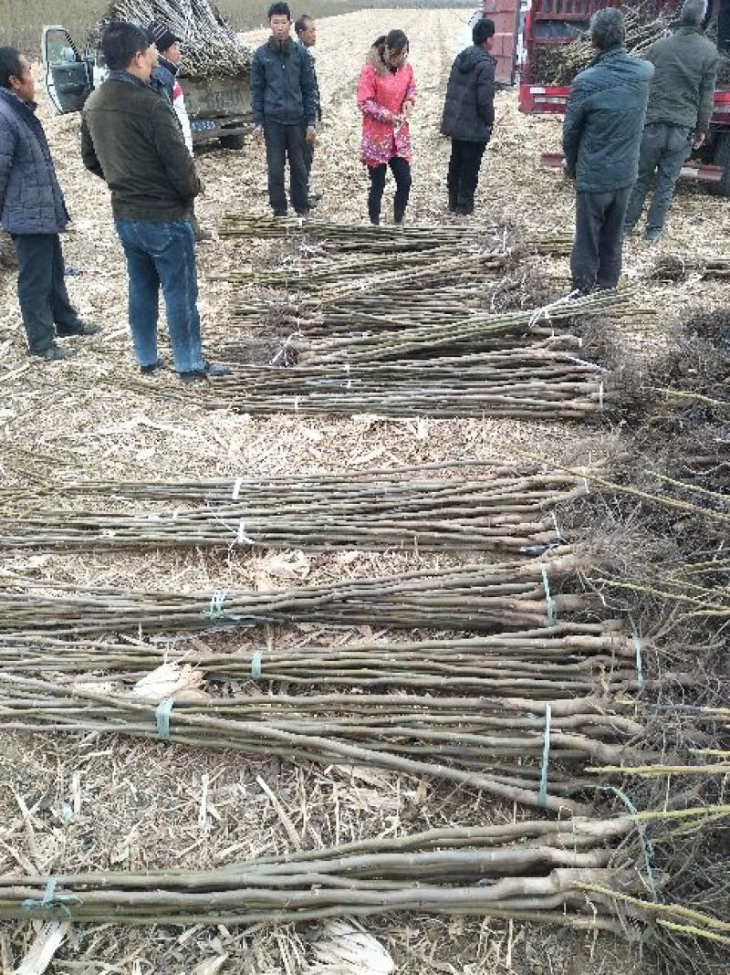 核桃苗150~200cm1~2年