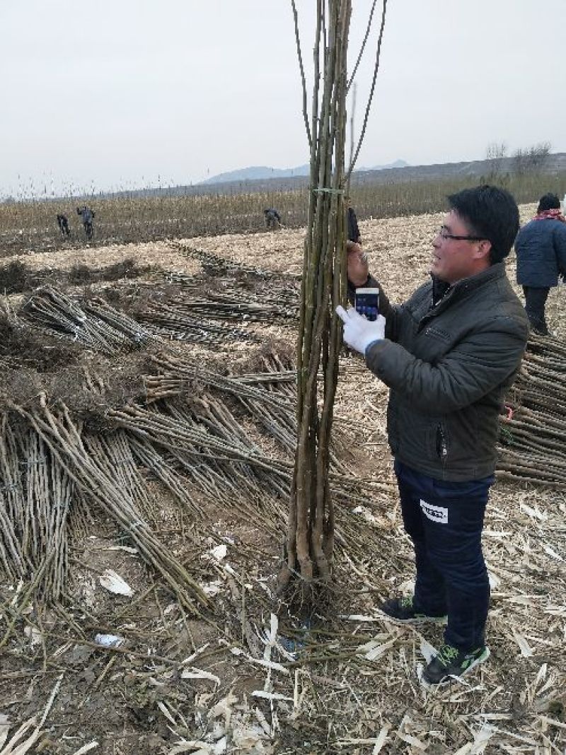 核桃苗150~200cm1~2年