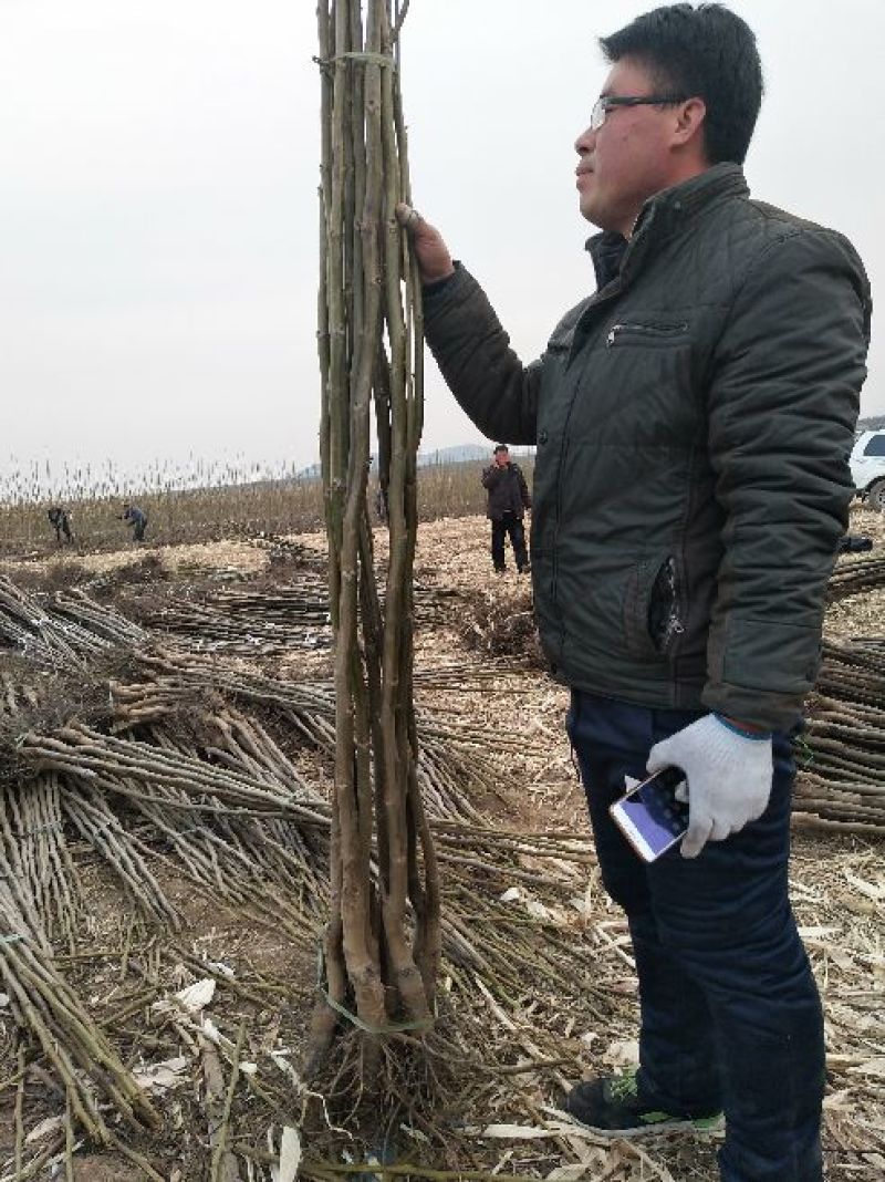 核桃苗150~200cm1~2年