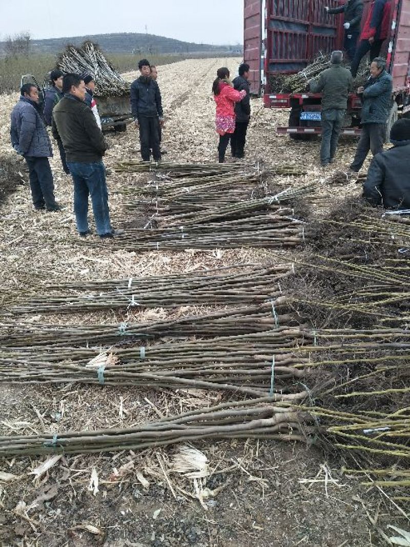 核桃苗150~200cm1~2年