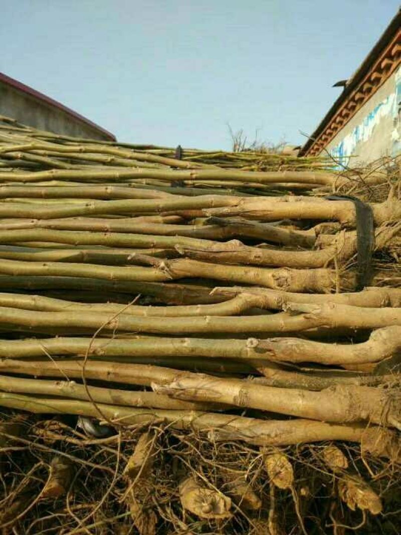 核桃苗150~200cm1~2年