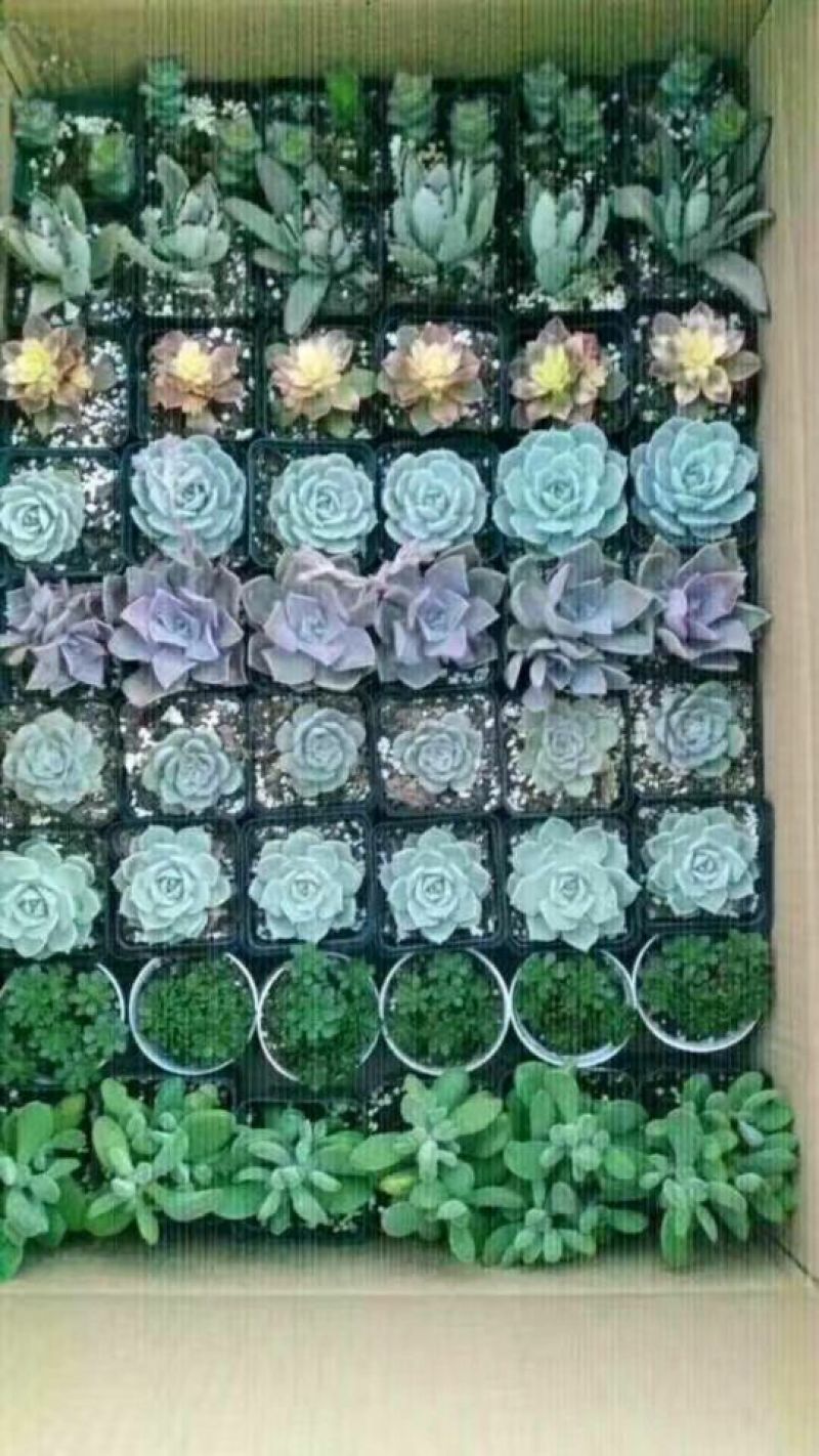 多肉植物多肉植物绿植