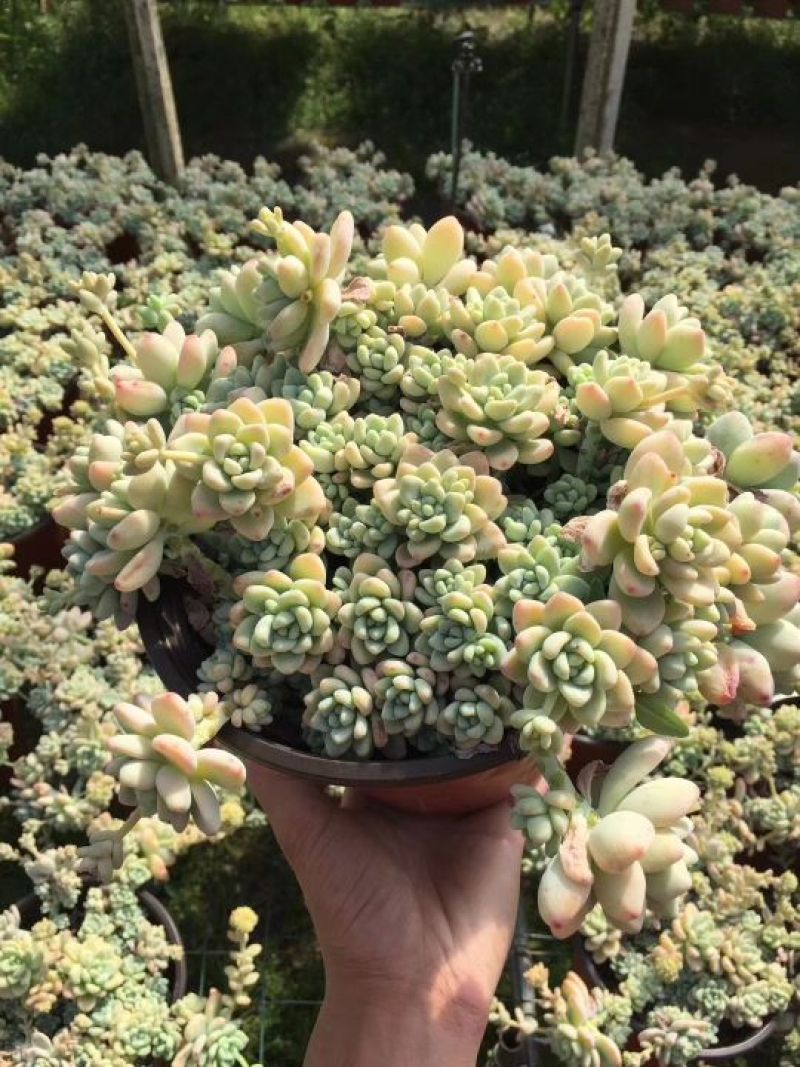 多肉植物多肉植物绿植