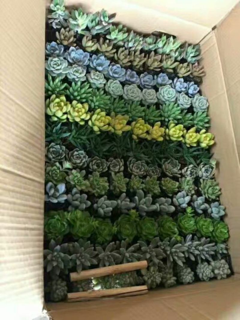 多肉植物多肉植物绿植