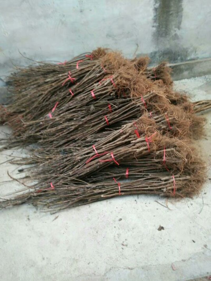 苗圃现挖无花果苗波姬红金奥芬布兰瑞克包纯免费指导