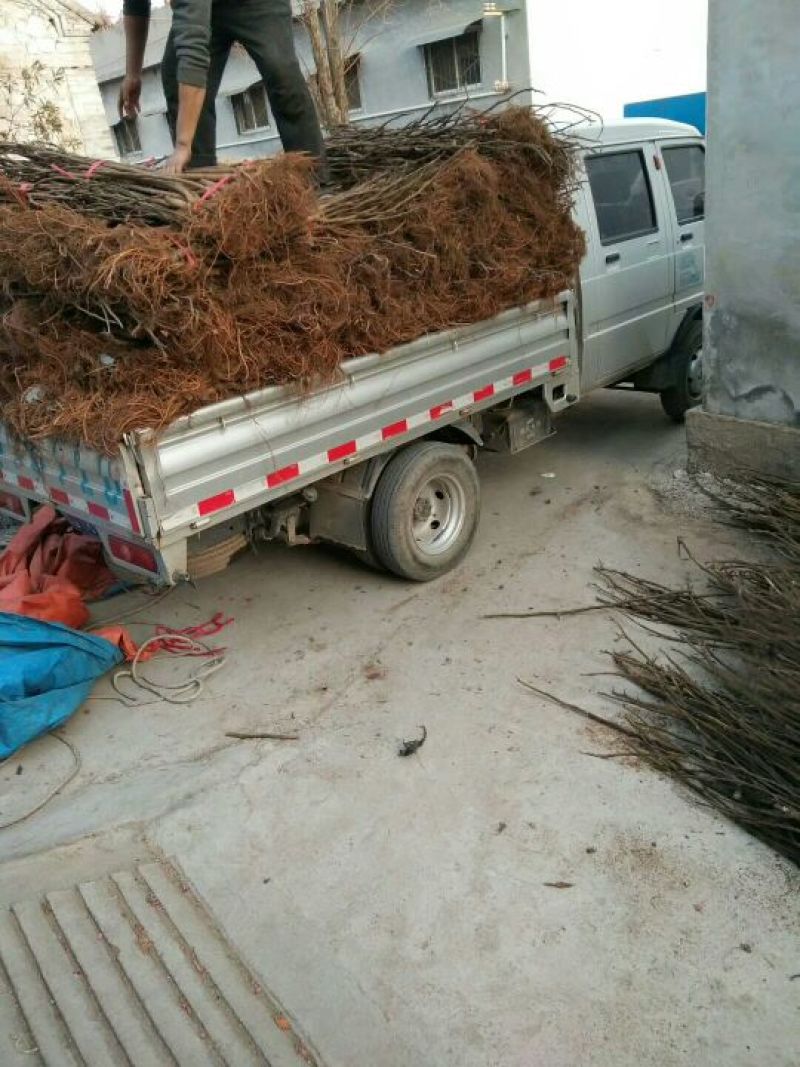 苗圃现挖无花果苗波姬红金奥芬布兰瑞克包纯免费指导