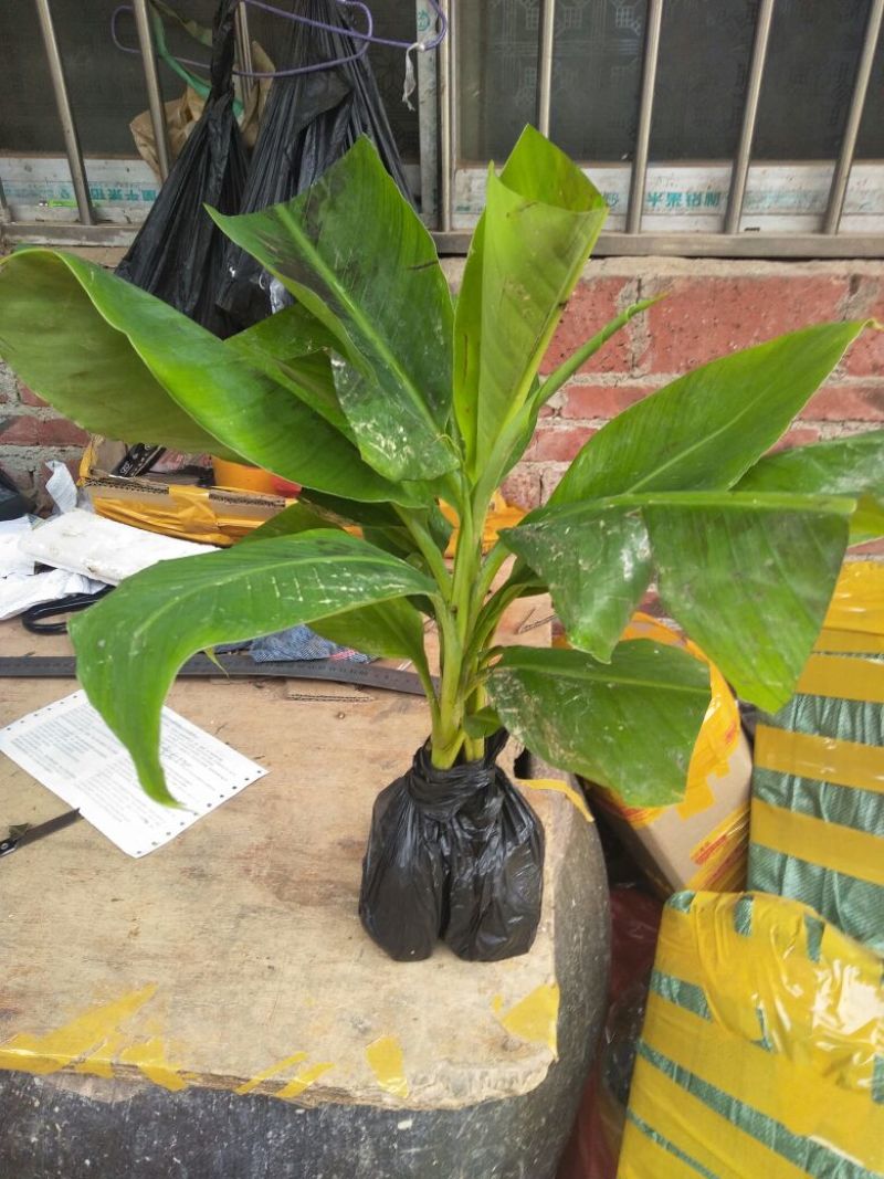 香蕉苗一级良种1~2年