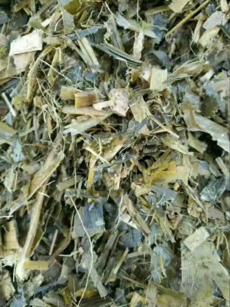 青贮草青储玉米秸秆