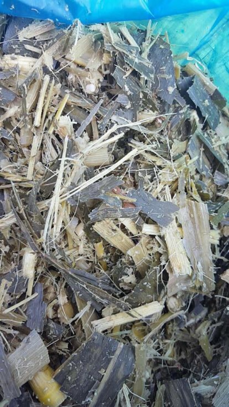 青贮草青储玉米秸秆
