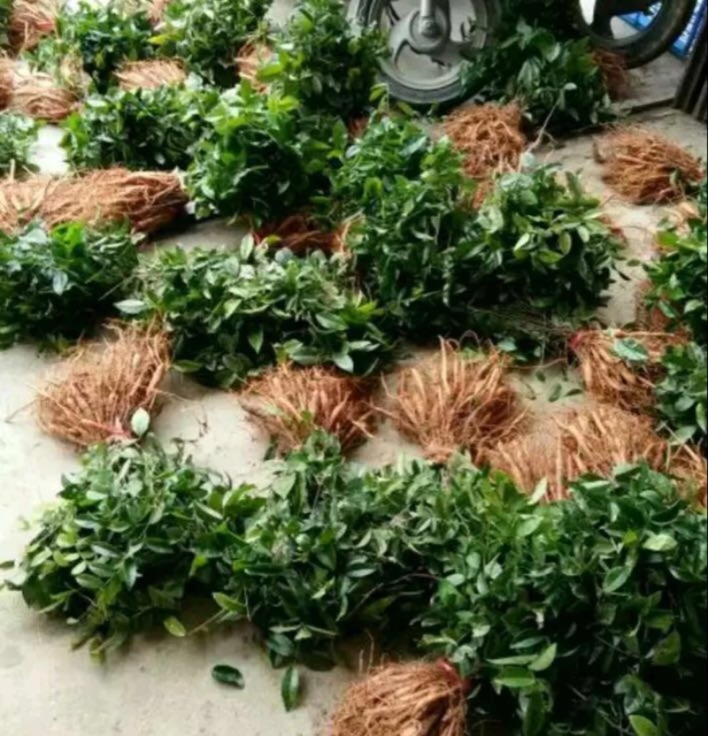 牛大力种苗15cm以下