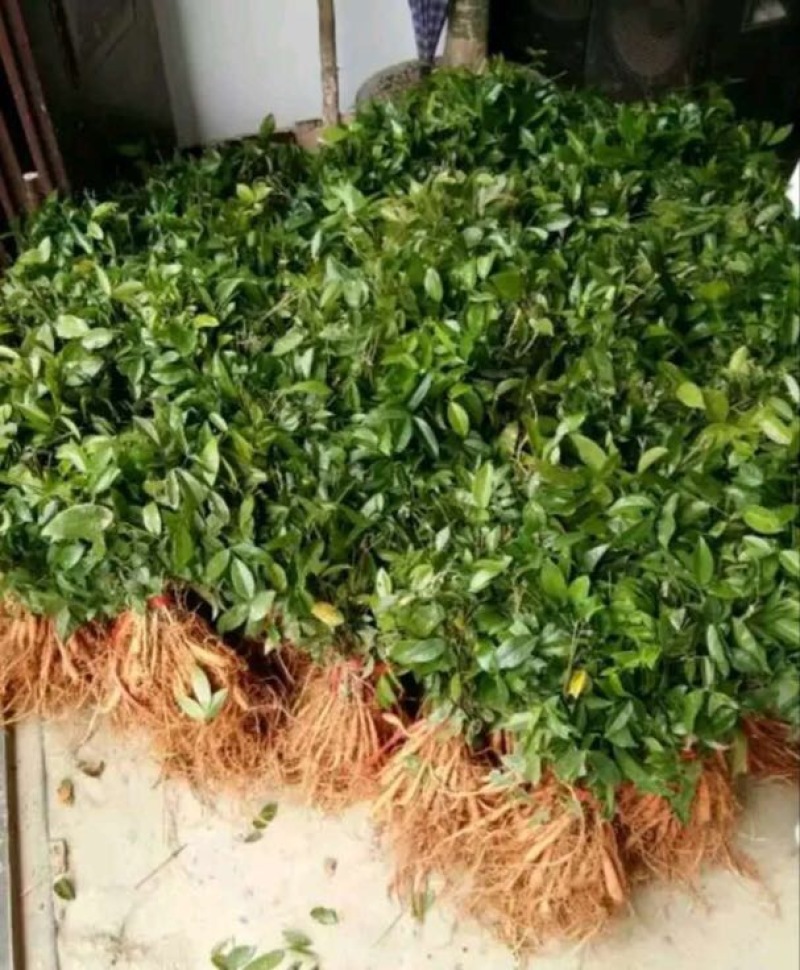 牛大力种苗15cm以下