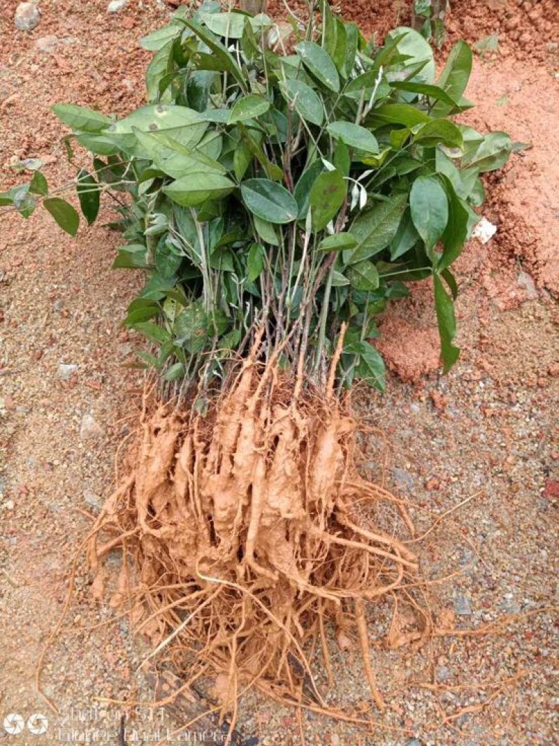 牛大力种苗15cm以下
