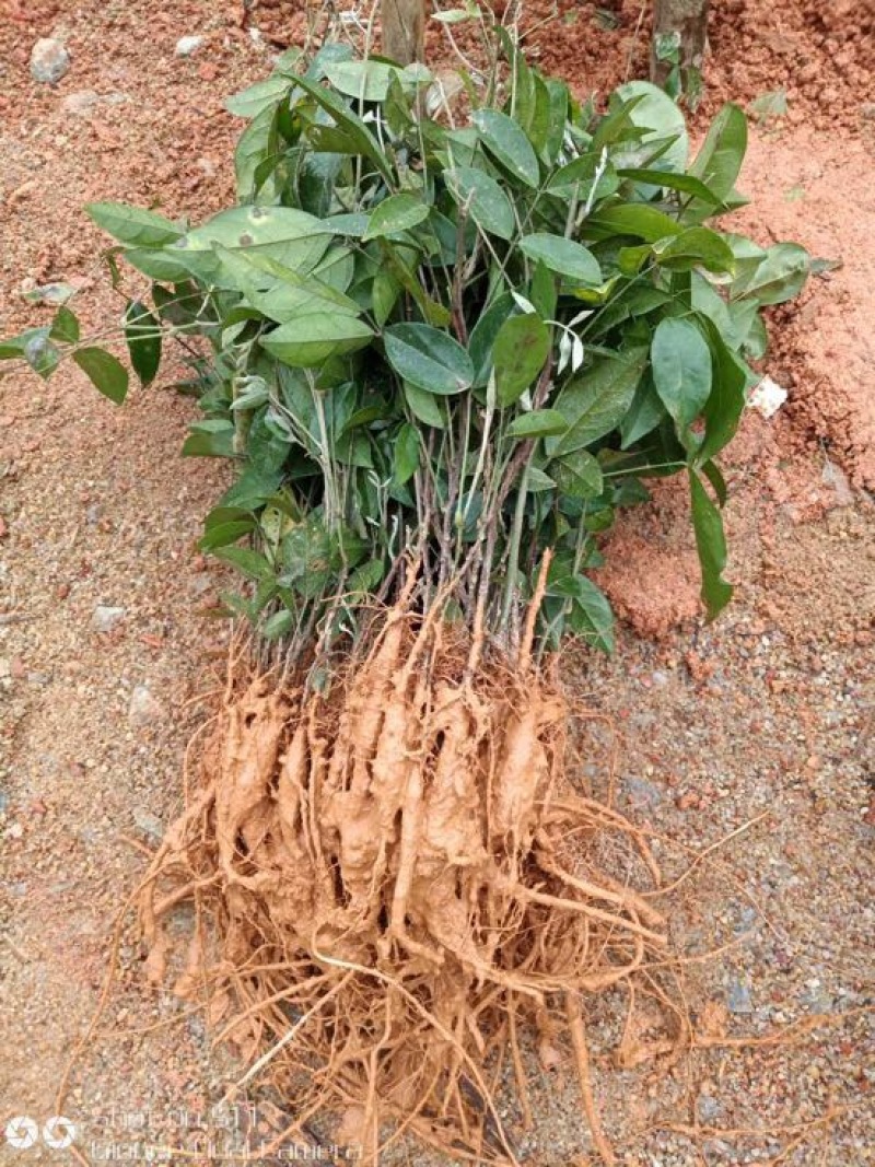 牛大力种苗15cm以下