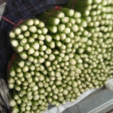 西芹50cm以上