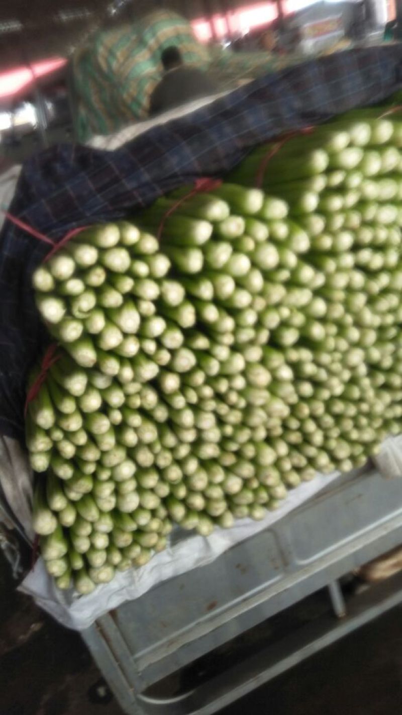 西芹50cm以上