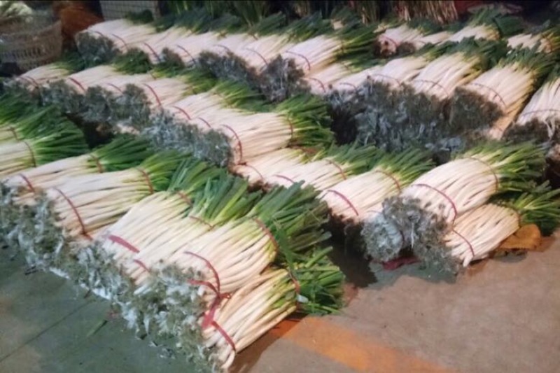 大葱30~40cm净葱2cm左右