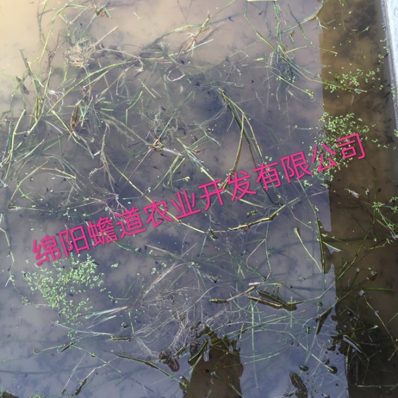 中华大蟾蜍蟾蜍种苗办引种证明
