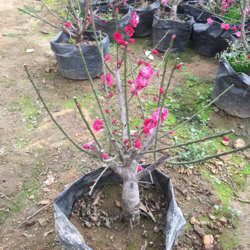 红梅2~4cm4cm以下0.5~1米