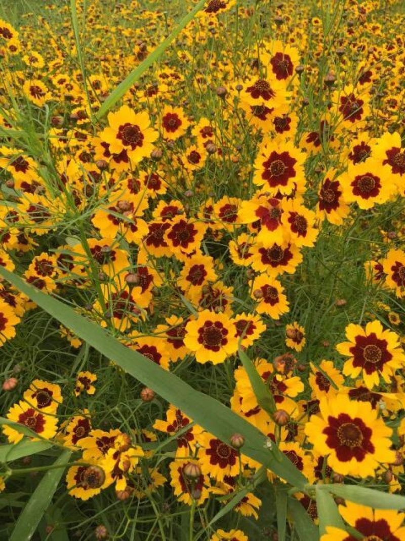 包邮2025年新货新疆高海拔昆仑雪菊克里阳大量批发