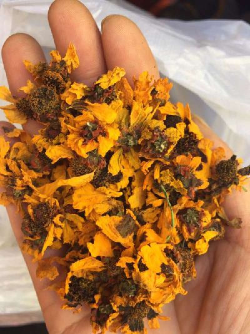 包邮2025年新货新疆高海拔昆仑雪菊克里阳大量批发