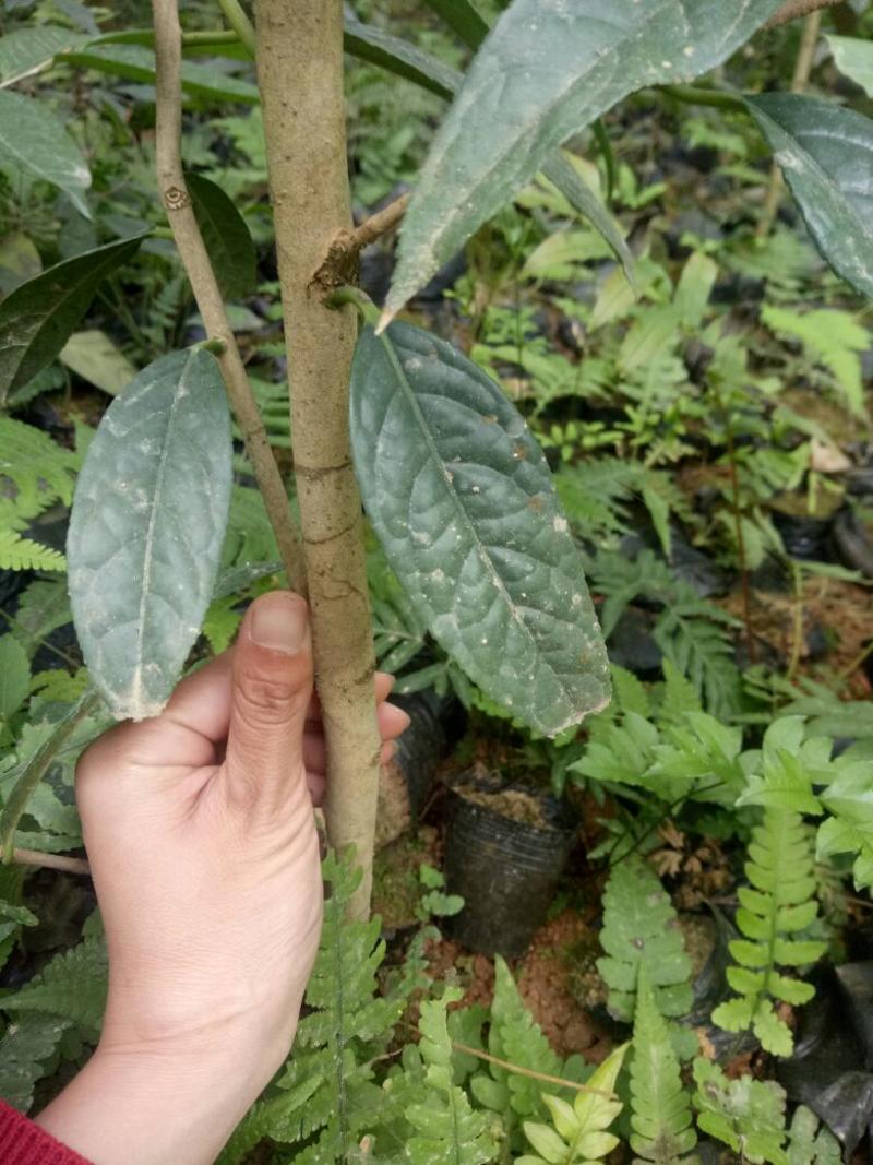 金花茶树苗1~1.5m，有各种各样规格