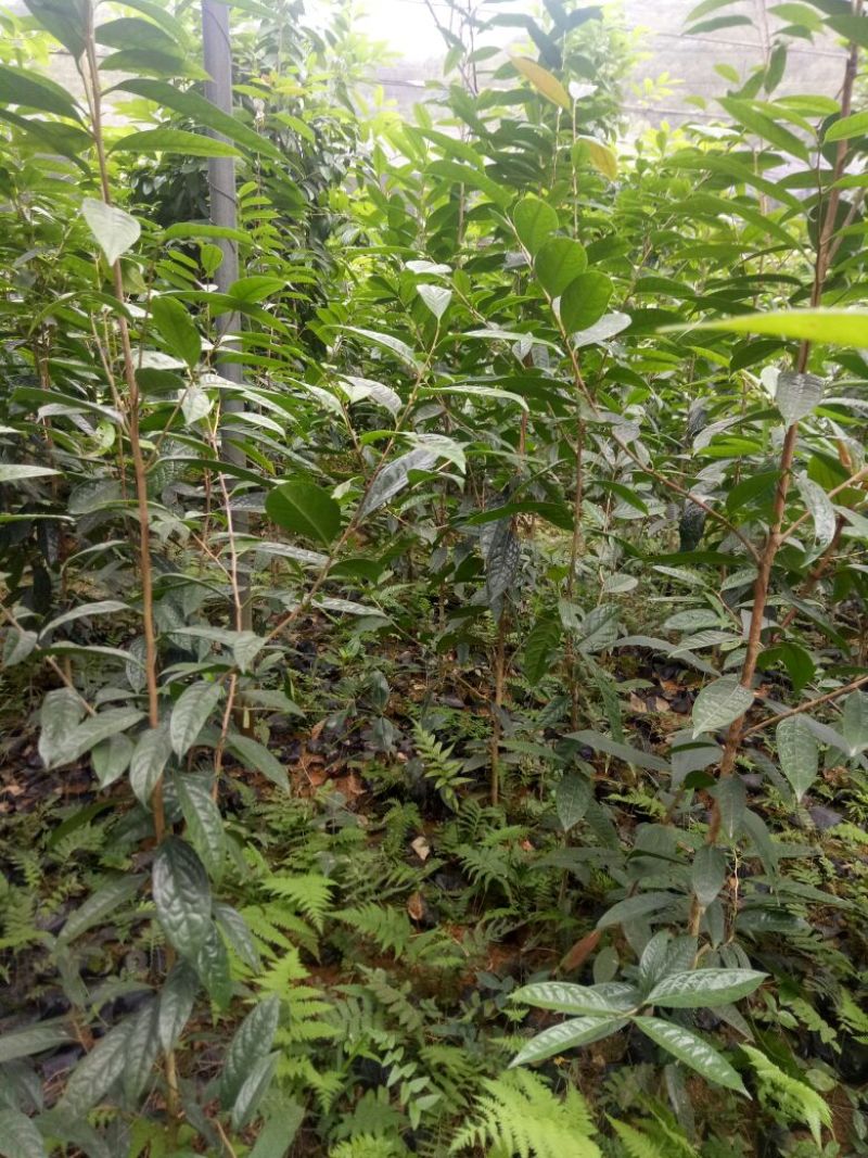 金花茶树苗1~1.5m，有各种各样规格