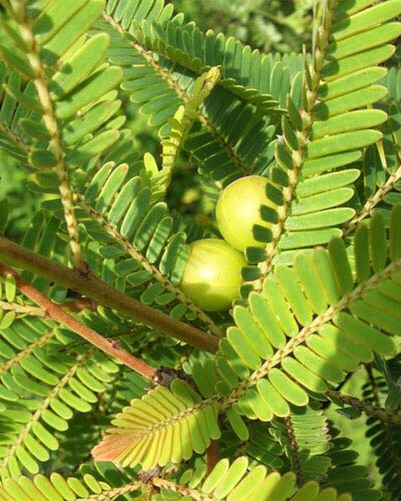 橄榄野生橄榄