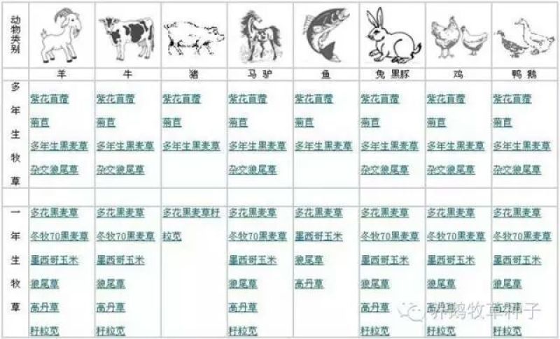 紫花苜蓿种子三叶草种子
