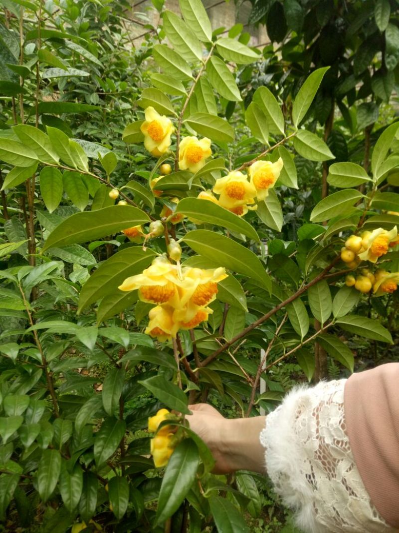 金花茶树苗1~1.5m，有大苗小苗大树