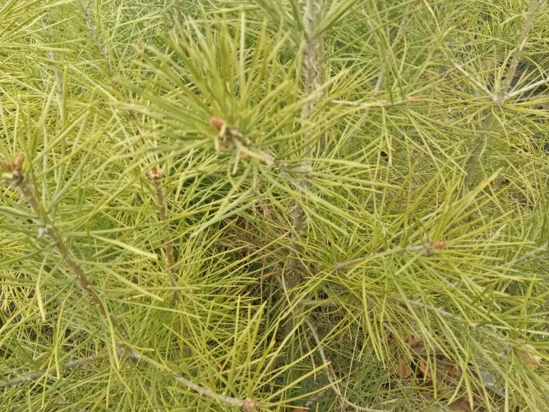 美奇特白皮松量大供应需要的联系我