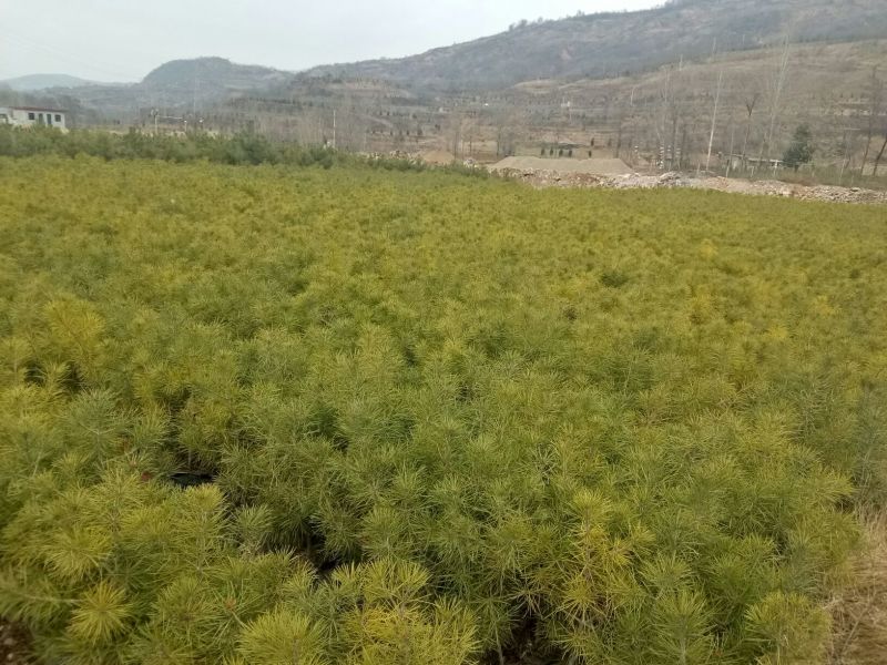 美奇特白皮松量大供应需要的联系我